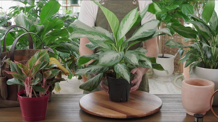How to Grow & Care for Chinese Evergreen (Aglaonema) Indoors