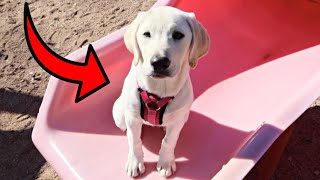 PUPPY PLAYS ON THE PLAYGROUND FOR THE 1ST TIME!