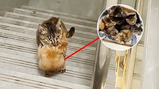 The lady fed a stray mother cat for over a week, and as a reward, it brought its 7 kittens to her