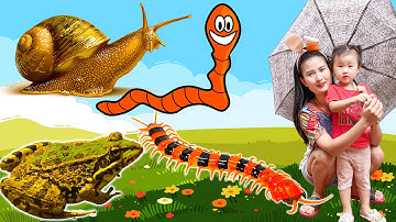 Changcady khám phá các con vật sau cơn mưa - con ốc sên, con ếch, con rết, con giun đất - Part 300