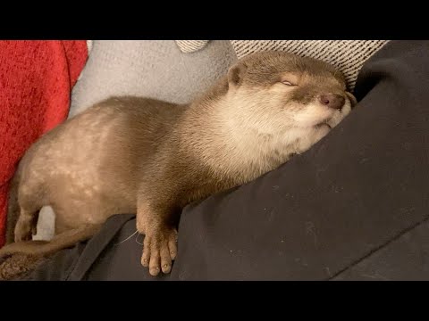 ?????????????????????????????? otter who probably believes he's a human child or something.