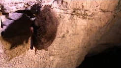 National Park Service > Bats in Crisis