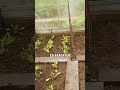 #gewächshaus #feldsalat #wintersalat #salatanbau #gartenarbeit #selbstversorgung #gemüseanbau