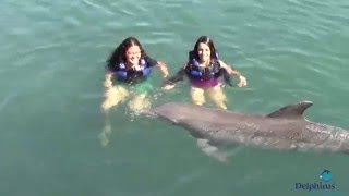 Nado com Golfinho | Delphinus - Riviera Maya