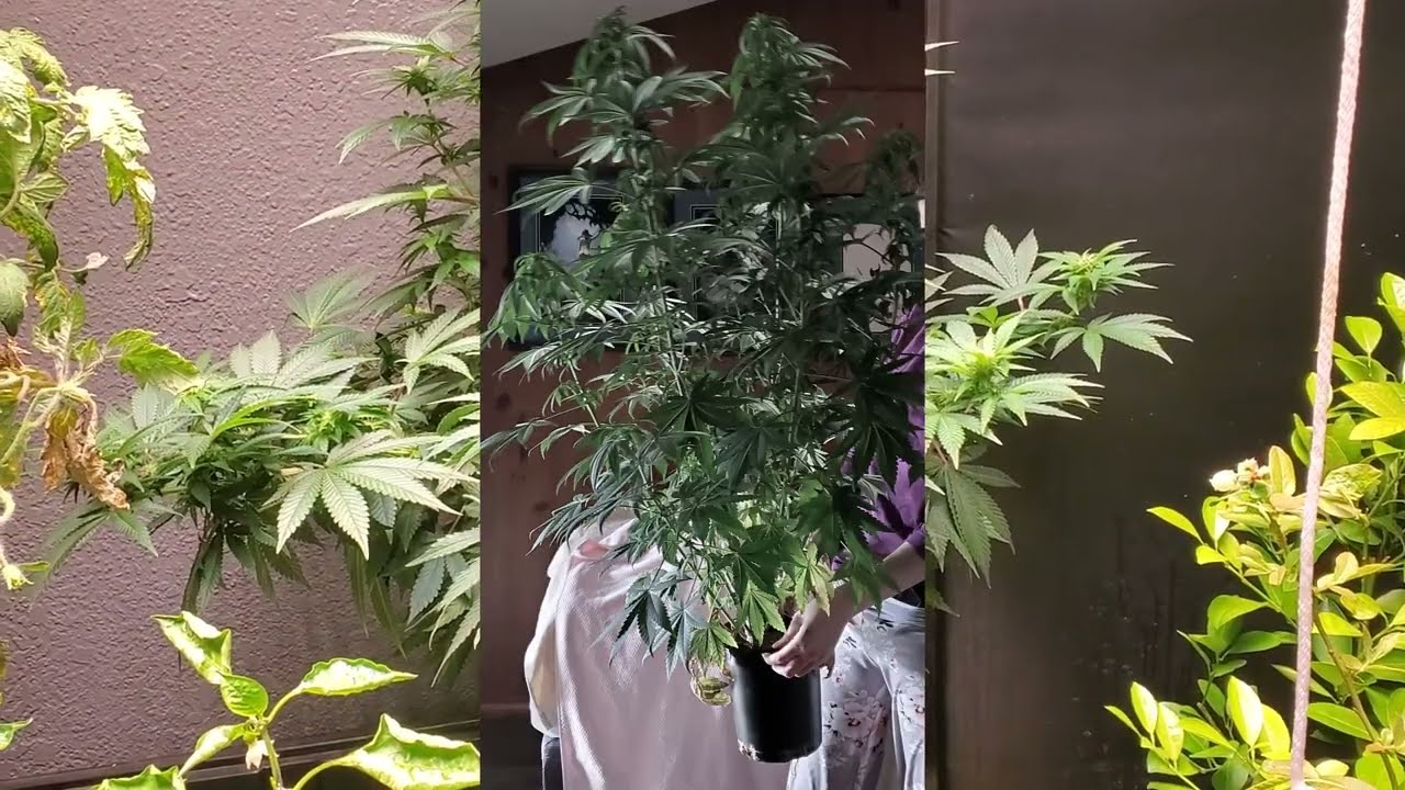 Tiny pot big plant experiment