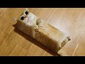 ПРИКОЛЫ С ЖИВОТНЫМИ ДО СЛЕЗ / Смешные КОТЫ 2021 / Приколы с КОТАМИ / Funny ANIMALS video #48