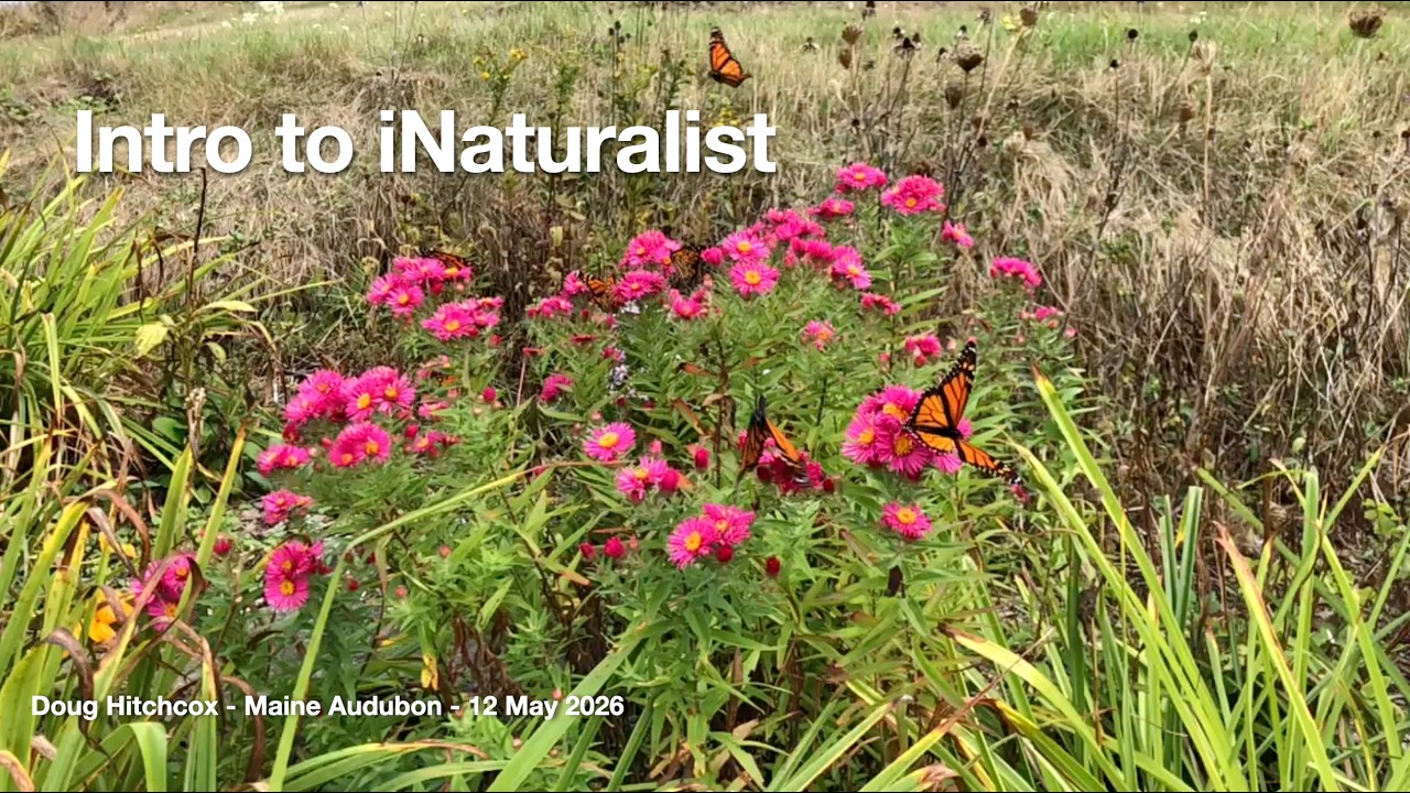 Thumbnail for Intro to iNaturalist