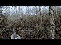Охота на лося с лайкой | Moose hunting with laika