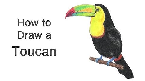 How to Draw a Toucan (Keel-Billed)