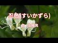 忍冬　因幡晃