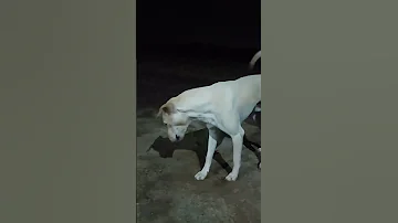 Dog S Reaction To Insect Dog Shortfeeds Ytshorts Viralhog 