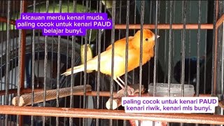 Kenari GACOR panjang cuit cuit EMOSI, PERANGSANG JITU,kUSUS BUAT KENARI PAUD,KENARI MACET 99%BUNYI