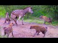 HYENAS EAT ZEBRA ALIVE WHILE IT TRIES TO ESCAPE