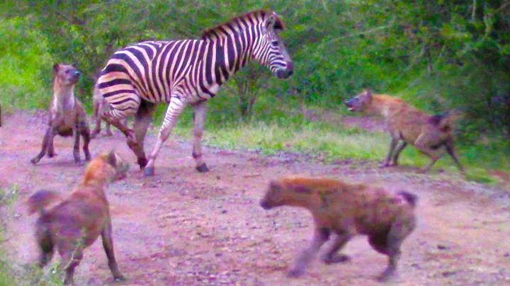 HYENAS EAT ZEBRA ALIVE WHILE IT TRIES TO ESCAPE