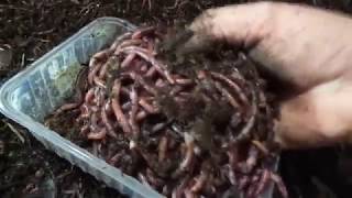 видео: Отсеять 80 ящиков червя за день, легко!/ Разведение червя дендробена картинка: Отсеять 80 ящиков червя за день, легко!/ Разведение червя дендробена