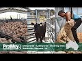 ProWay Cattleyards Sheepyards Shearing Shed - Meander Lakes, Tasmania