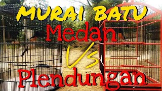 murai MEDAN vs BORDAN