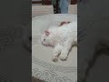 você gosta de animais adote um curta comente e compartilhe hashtag viral hashtag