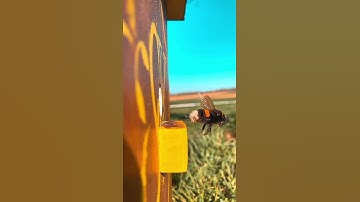 حالات واتس اب قرآن كريم الشيخ هزاع البلوشي 🌷