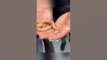 Nếu bạn bị một con rắn con cắn thì điều gì sẽ xảy ra?#daochieu #shorts