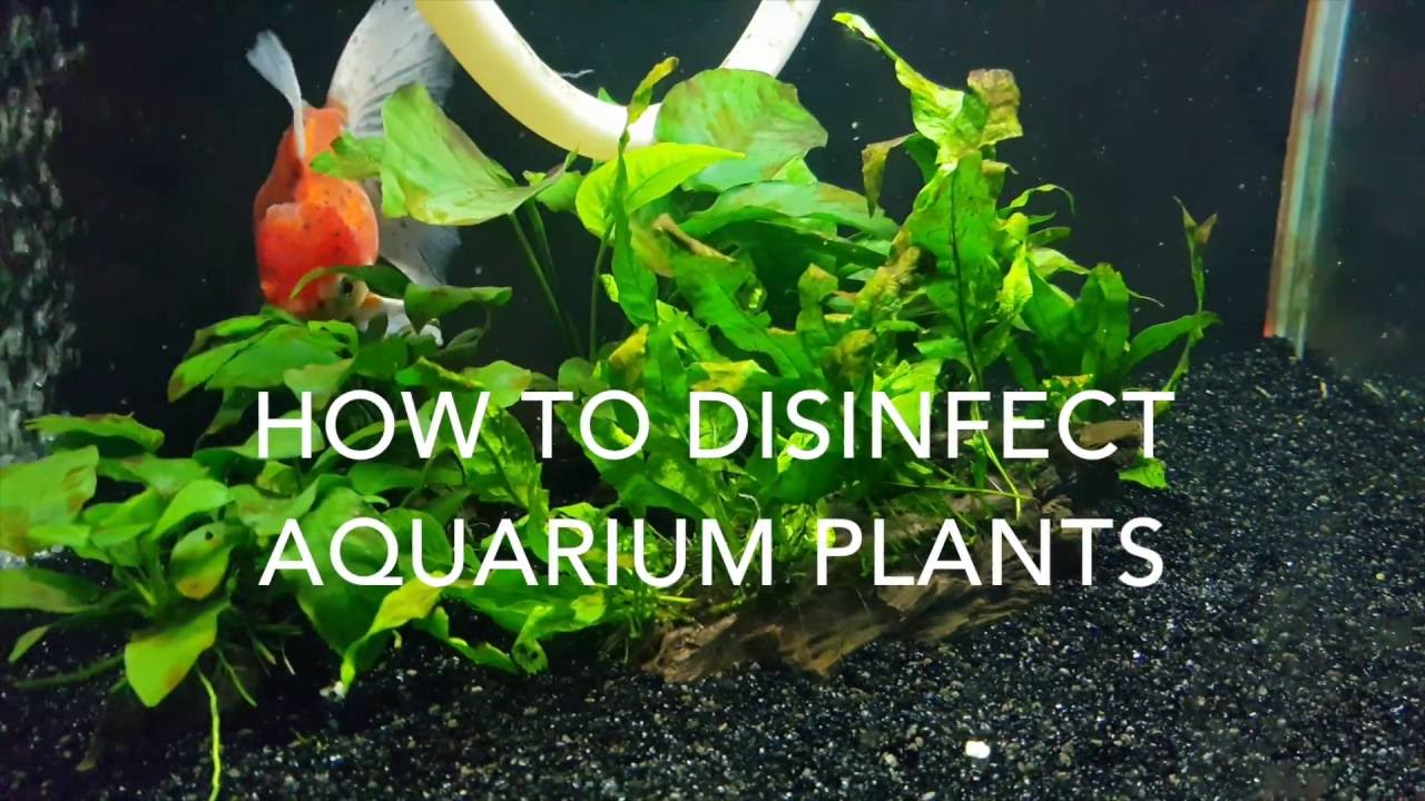 Disinfecting aquarium plants YouTube