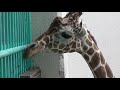 野毛山動物園　つかず離れずのキリンさん の動画、YouTube動画。