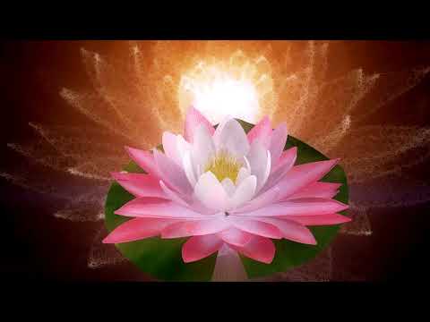 Lotus Flower Meaning And Symbolism