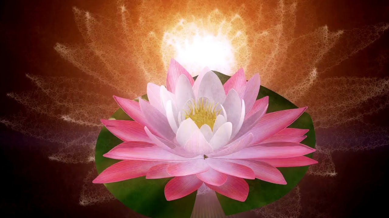 Lotus Flower Meaning, Symbolism and Tattoo Ideas - What Does The Lotus  Flower Mean?