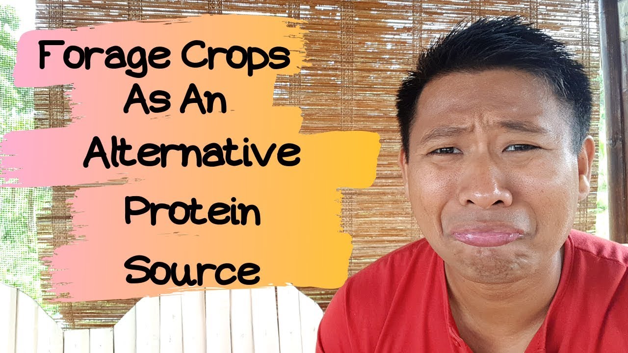 Forage Crops as an Alternative Protein Source (Mga Halamang Mataas sa Protina)