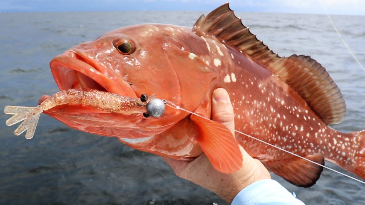 How To Use The Power Prawn Shrimp Lure To Catch Tons Of Fish 