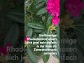 Rhododendron als Vasenschmuck