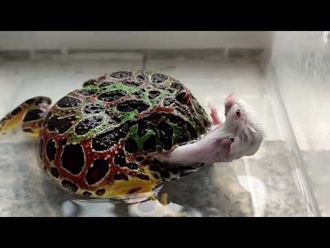 pacman frog eating mouse process record | live feeding