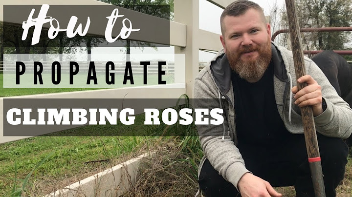 How To Propagate A Climbing Rose
