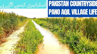 Pakistan CountrySide or Village Life | Pano Aqil Village Life|Strawberry Crop how it is produced
