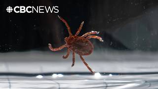 What illnesses certain ticks carry, and why we should take precautions while outdoors