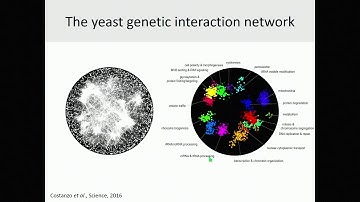 E12.1 Systematic analysis of genetic interactions: from yeast to human
