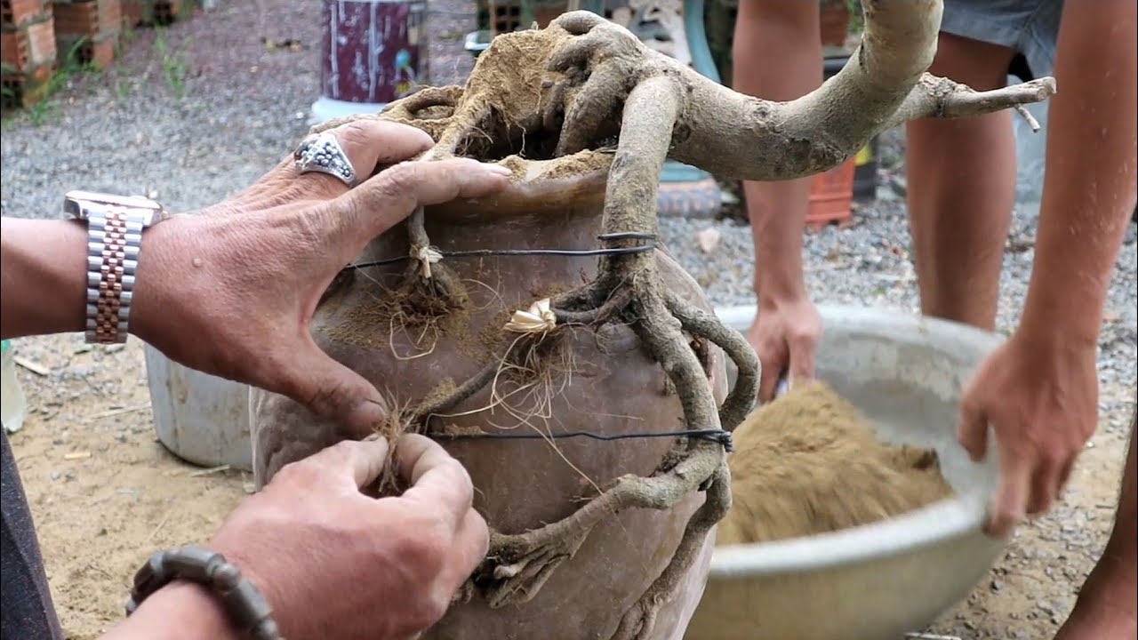 Превратите выброшенное дерево в подвесное искусство карликового дерева в горшке