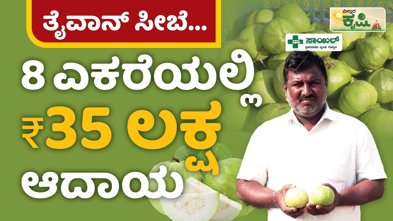ತೈವಾನ್‌ ಸೀಬೆ.. 8 ಎಕರೆಯಲ್ಲಿ 35 ಲಕ್ಷ ರೂ. ಆದಾಯ | Taiwan Guava Farming In Kannada | Vistara Krishi