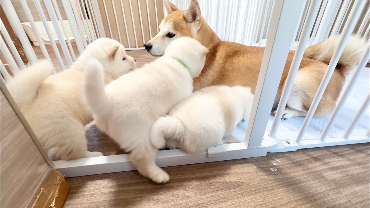 Shiba Inu Puppies] Too Brave! 32-Day-Old Pups Get a Lesson from
