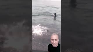 Seal hunts shark at the beach ?️? seal shark  beach ocean