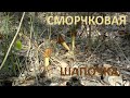 Сморчки, сморчковые шапочки, сморчки конические. Ура!