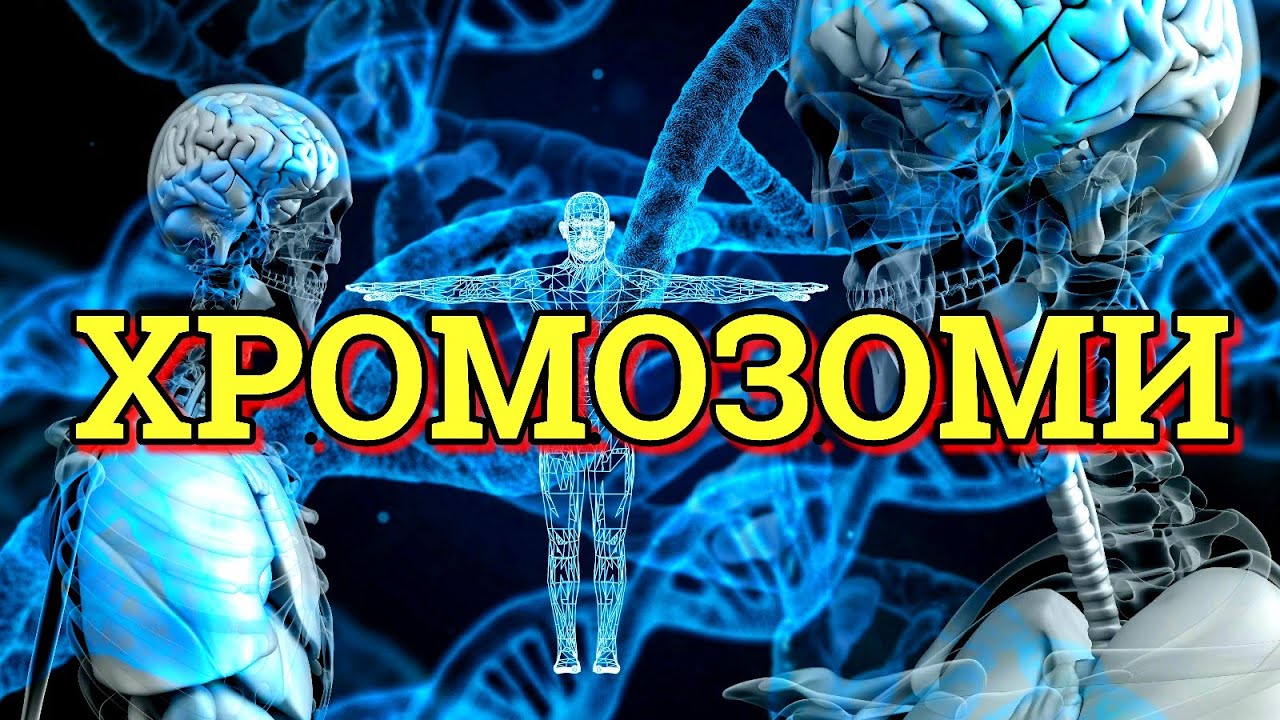 ШТО Е ХРОМОЗОМ? СТРУКТУРА И ТИПОВИ ХРОМОЗОМИ (БИОЛОГИЈА IV)