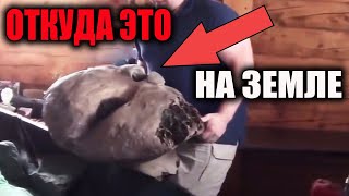 Откуда ЭТО на ЗЕМЛЕ! СРОЧНО покажите ЭТО всем: наука ЭТО искажает ИЛИ что-то скрывает!?