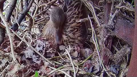 My secret entrance, a Mallard duck