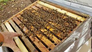 My Secret To Sustainable Beekeeping & Making Lots Of $!