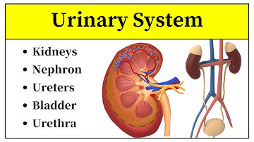 Urinary System Anatomy And Physiology In Urdu || Urinary Organs Anatomy In Hindi