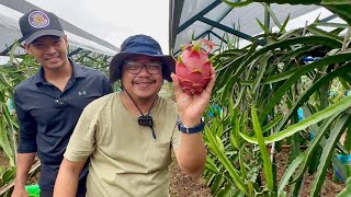 Dragon Fruit  Trellis growing vs. traditional post + Tasting the best of the best 30 varieties