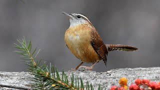 Carolina Wren Bird Call, Sound, Ultra HD 4K