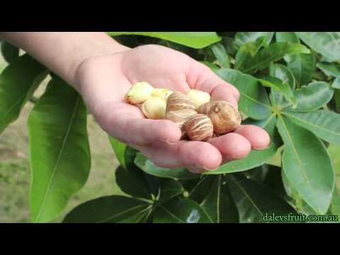 Malabar Chestnut Tree