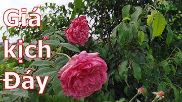 Địa chỉ bán hoa-cây cảnh cho người có nhu cầu kinh doanh cây-BShp